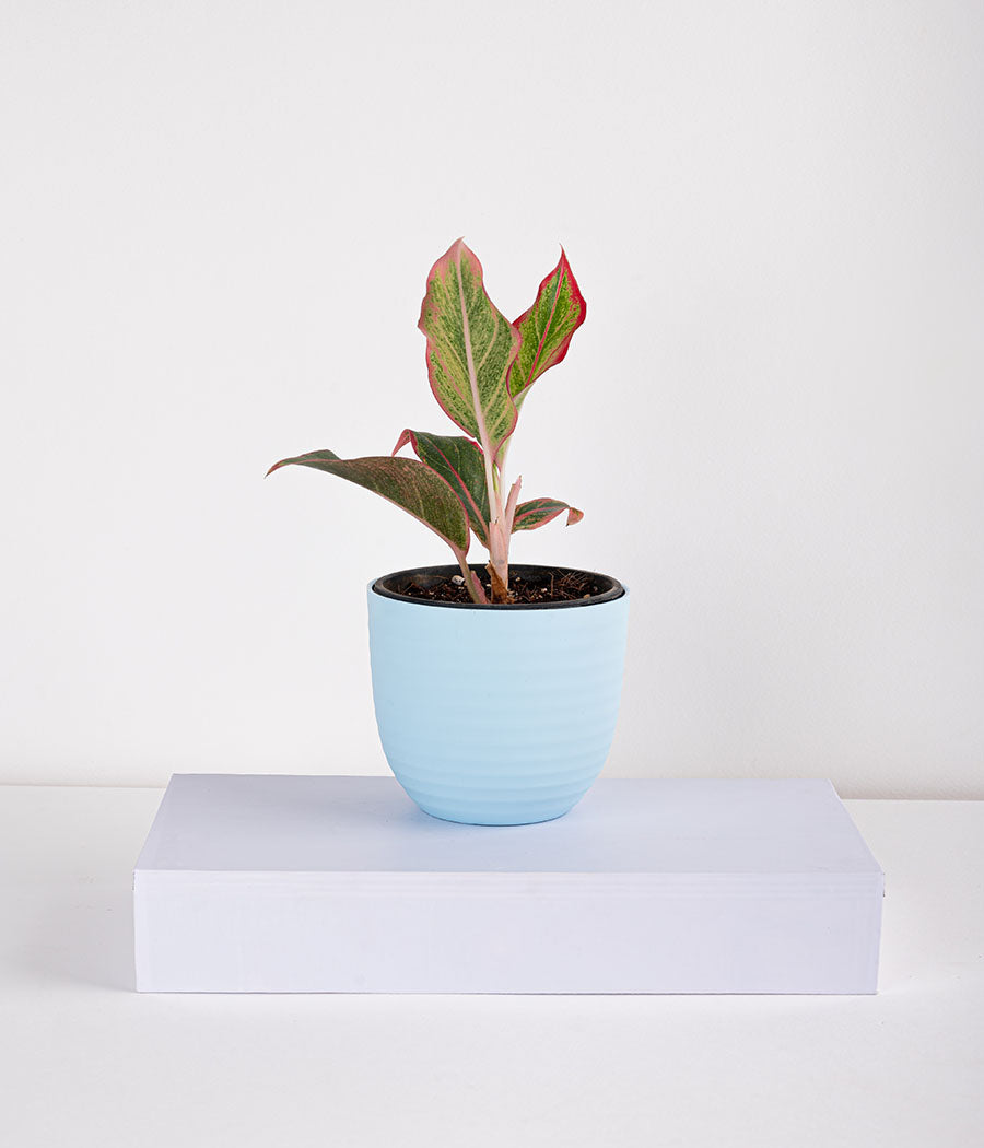 Aglaonema Pink Plant in Self Watering Planter