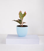 Aglaonema Pink Plant in Planter