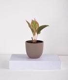 Plant In Pastel Planters