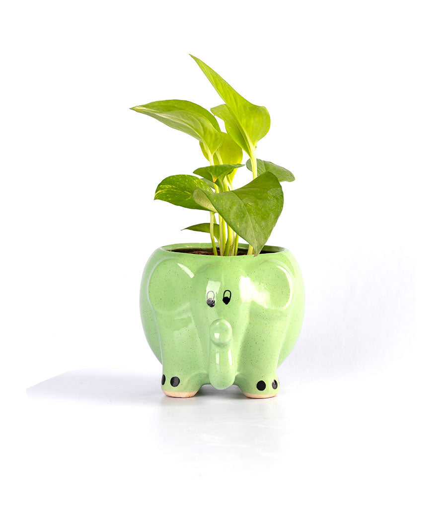Money Plant in Round Elephant - Handcrafted