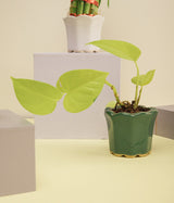 Money Plant in Dark Green Ceramic Pot