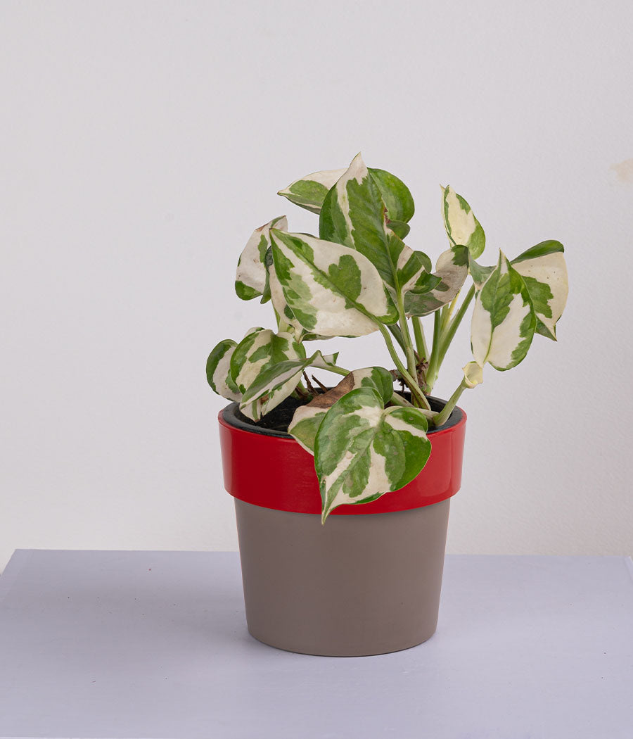 Queen Marble Money Plant in Sunny-side Red Planter
