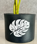 Aglaonema Valentine in Leaf Ceremic Planter