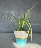 Spider Plant in sea green Matte Planter
