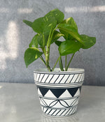 Money Plant in Geometric hand Panited Planter