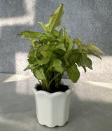 Syngonium Plant in white Mini Planter