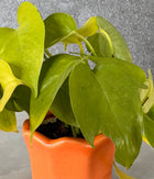 Money Plant in Orange Mini Planter