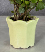 Jade Plant in Green Mini Planter