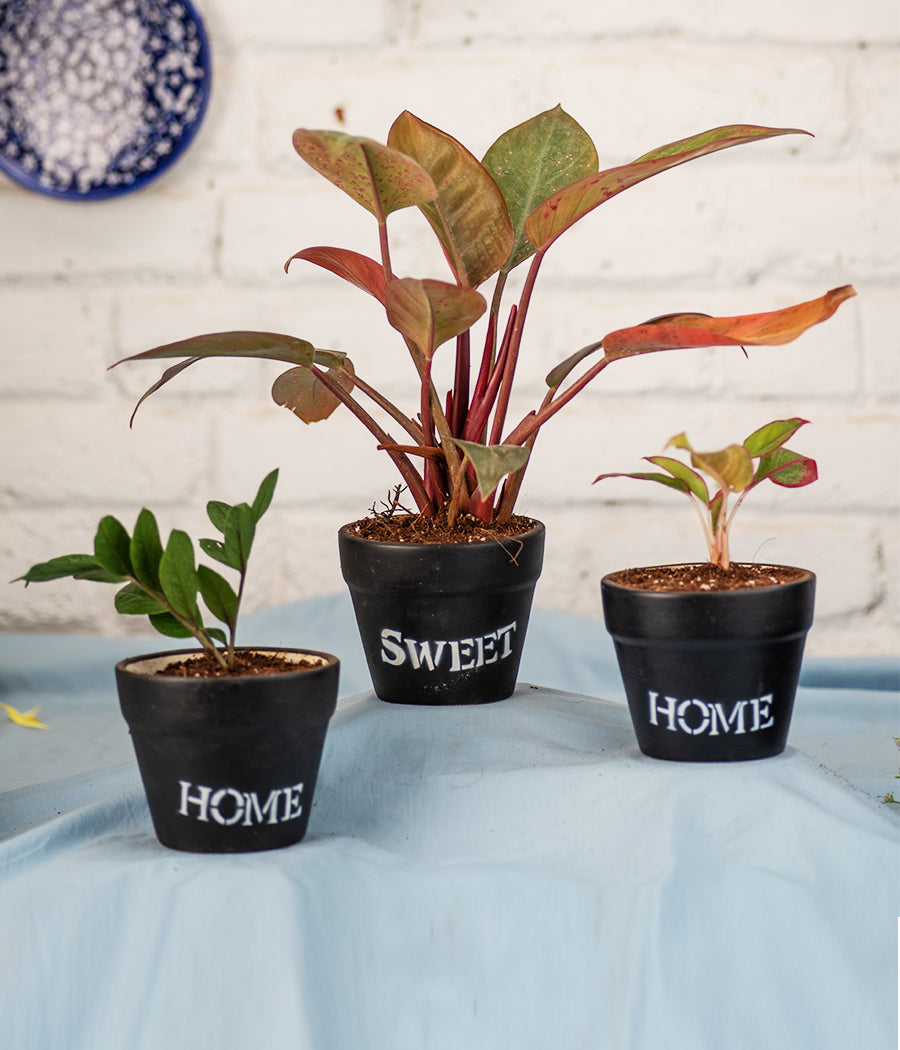 Home-Sweet-Home Black Clay Pot With Plants