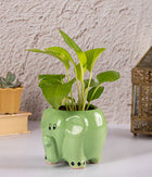 Money Plant in Round Elephant Planter