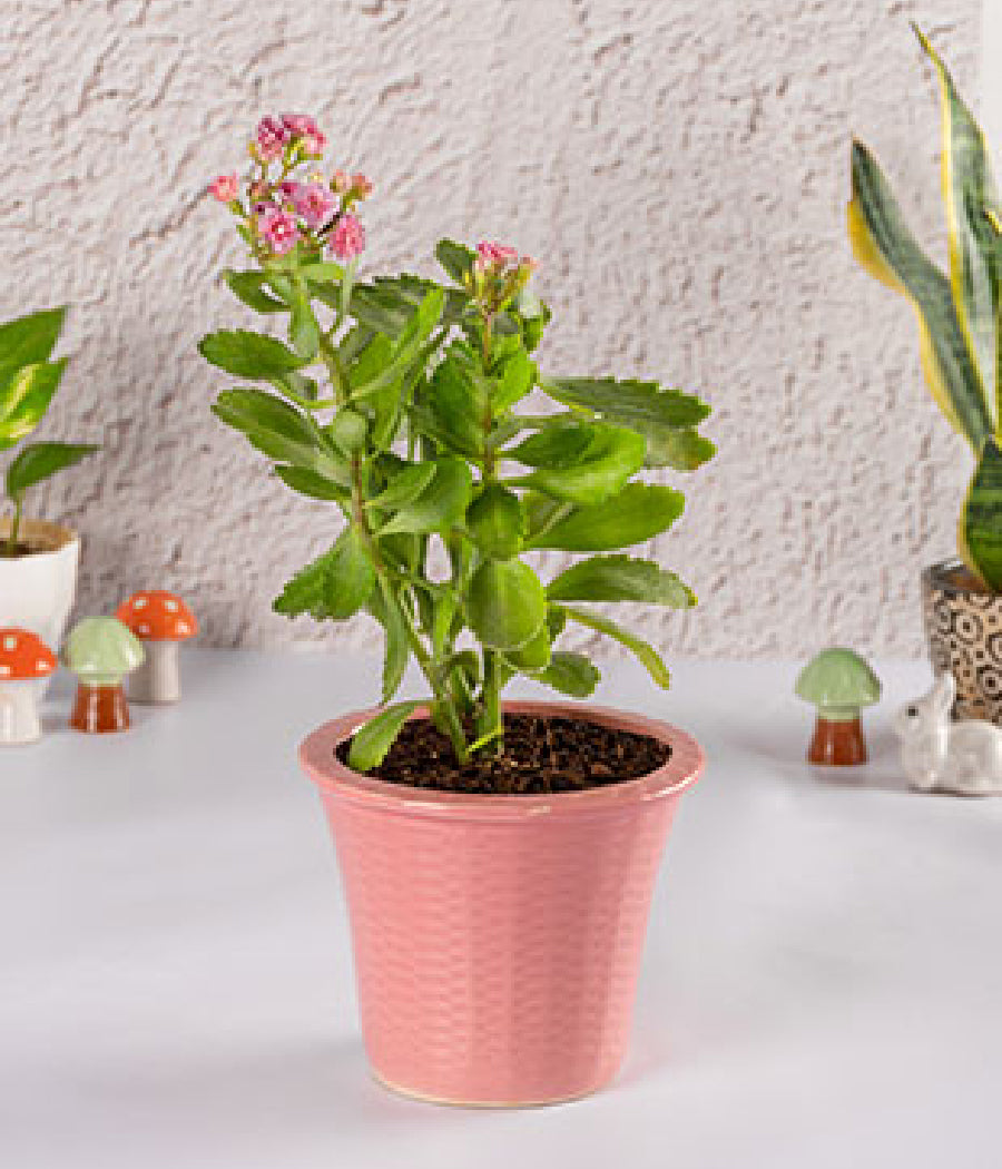Kalanchoe In Pink Ceramic Planter