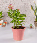 Kalanchoe Plant In Pink Ceramic Planter