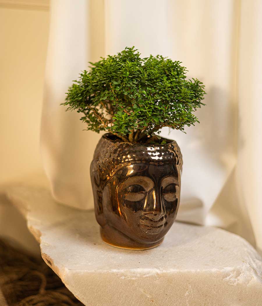 Kamini Table in Buddha Planter