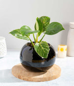 Philodendron Birkin in Round  - Handcrafted