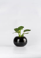 Philodendron Birkin in Round  - Handcrafted