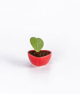 Hoya Heart Plant In Hear Shaped Ceramic Pot