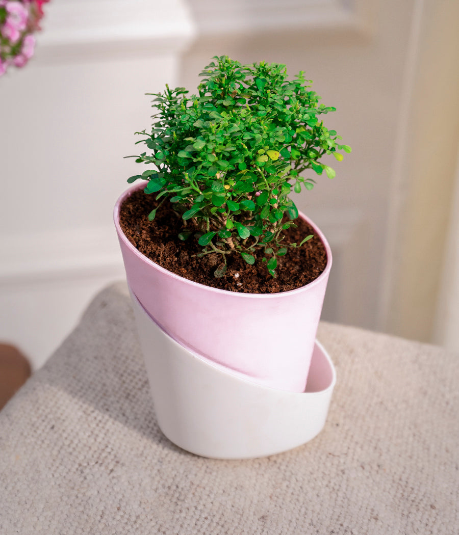 Kamini Table in Self Watering Planter