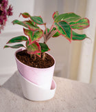 Set of 2: Aglaonema Lipstick + Kamini Table in Self Watering Planters