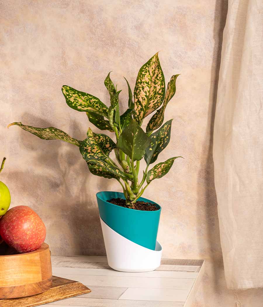 Aglaonema Snow White in Self Watering  - Handcrafted