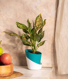 Self Watering Planter