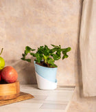 Philodendron Atom in Self Watering Planter