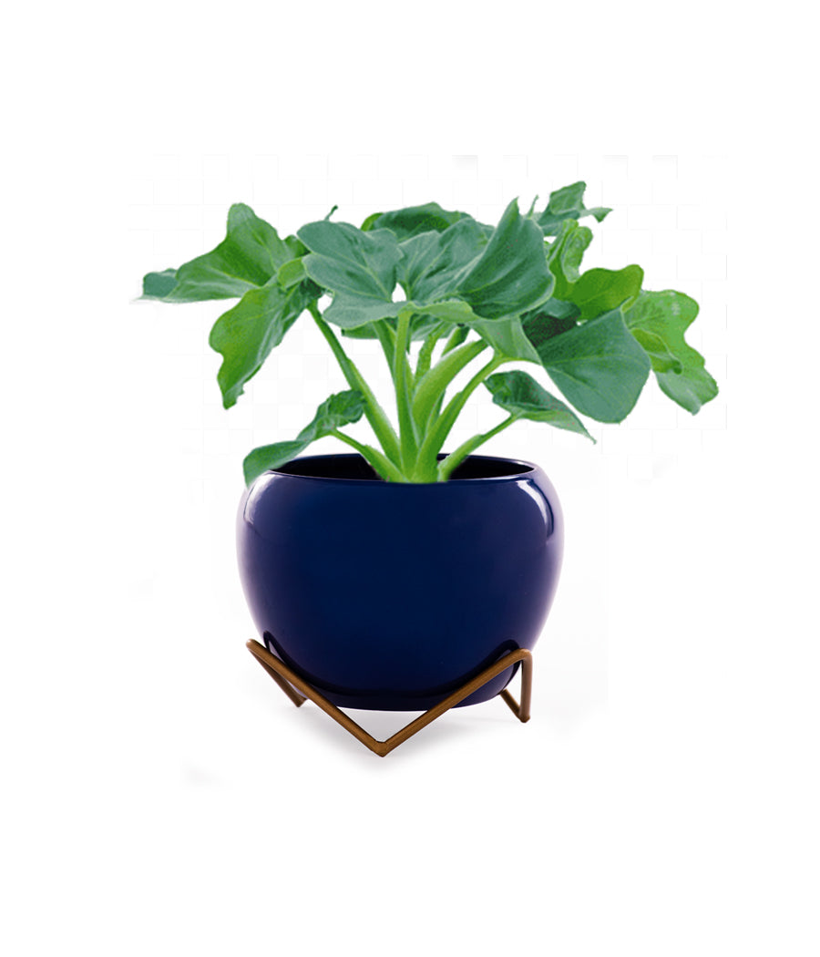 Philodendron Atom in Metal Planter with Golden Stand