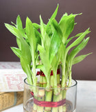 Lucky Bamboo Plant