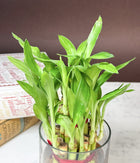 Lucky Bamboo Plant