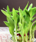 Lucky Bamboo Plant