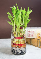 Lucky Bamboo Plant