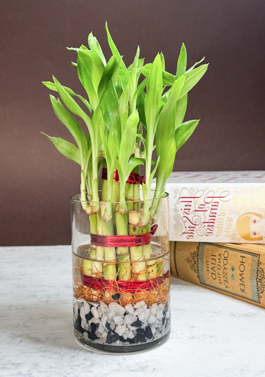 Lucky Bamboo Plant