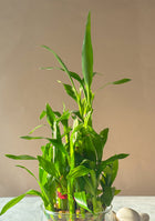 Lucky Bamboo 3 Layers Indoor Plant