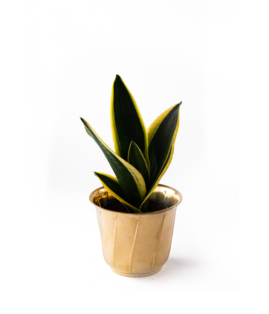 Mother in Laws Tongue In Golden Brass Planter