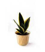 Mother in Laws Tongue In Golden Brass Planter