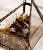Vatican Terrarium