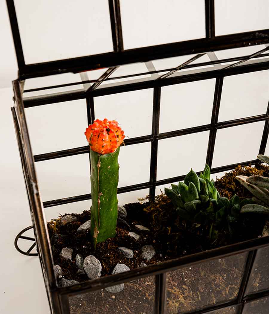 Odessa Terrarium