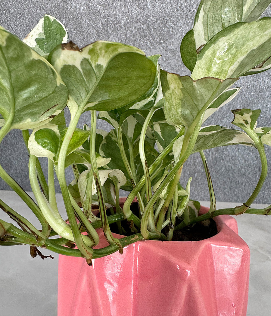 Marble Stone MoneyPlant in Spiked Ceremic Planter
