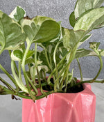 Marble Stone MoneyPlant in Spiked Ceremic Planter