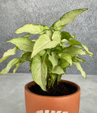 Syngonium Plant in Terracotta Leaf Design Planter