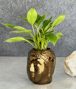 Philodendron Birkin in Buddha Ceremic Planter