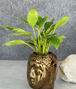 Philodendron Birkin in Buddha Ceremic Planter
