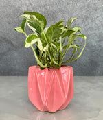 Marble Stone MoneyPlant in Spiked Ceremic Planter