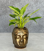 Philodendron Birkin in Buddha Ceremic Planter