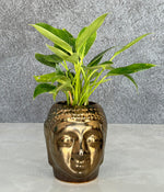 Philodendron Birkin in Buddha Ceremic Planter
