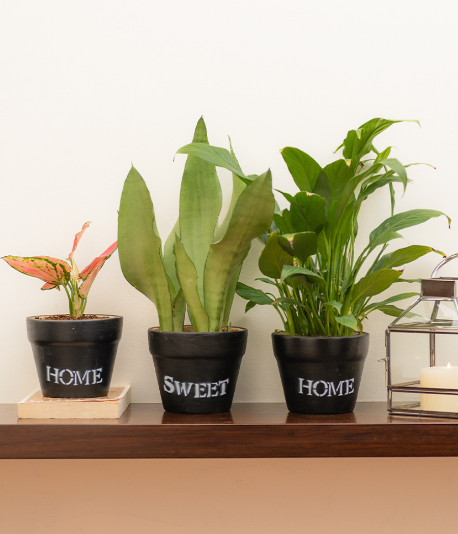 Home-Sweet-Home Black Clay Pot