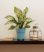 Tall Blue Ceramic Planter