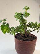 Jade plant Eco