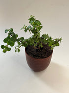 Jade plant Eco