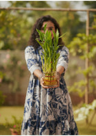 Lucky Bamboo Plant