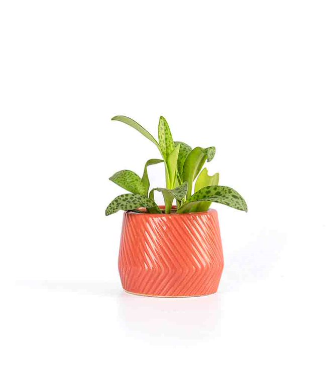 Cecilia Plant pot